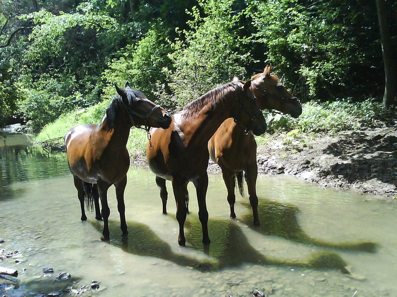 31964ab780_66803875_o2